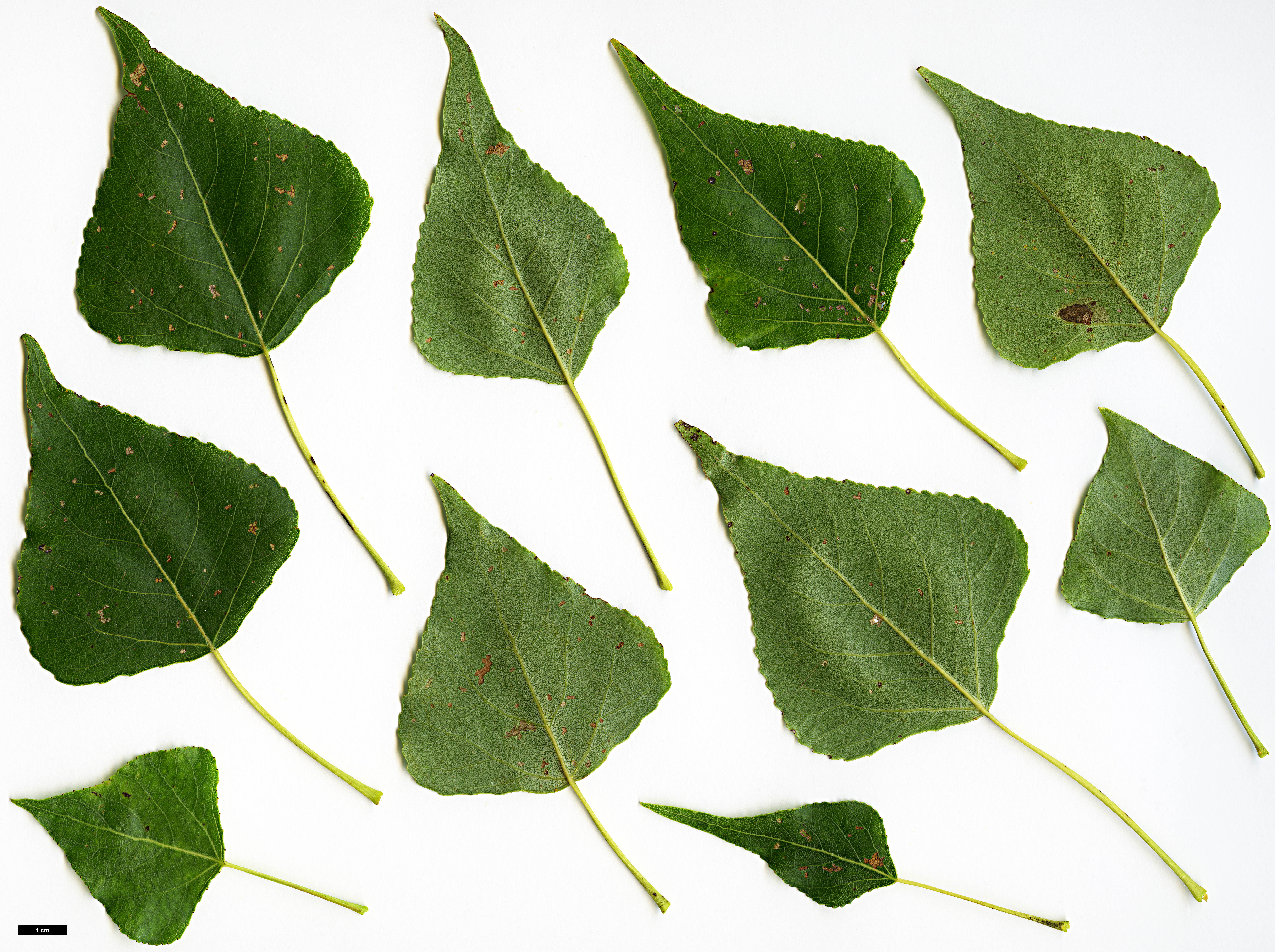 High resolution image: Family: Salicaceae - Genus: Populus - Taxon: nigra - SpeciesSub: subsp. betulifolia